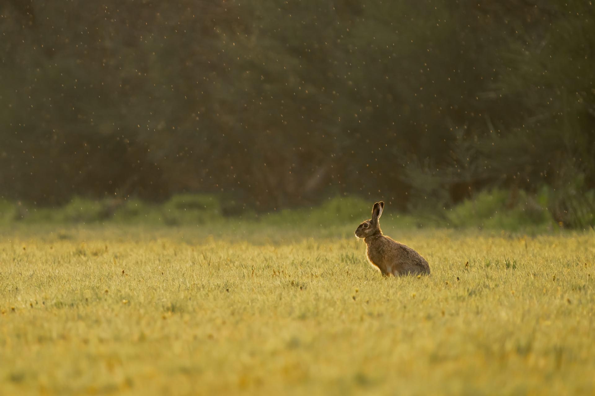 Een haas kijkt op uit het veld op een vroege ochtend.