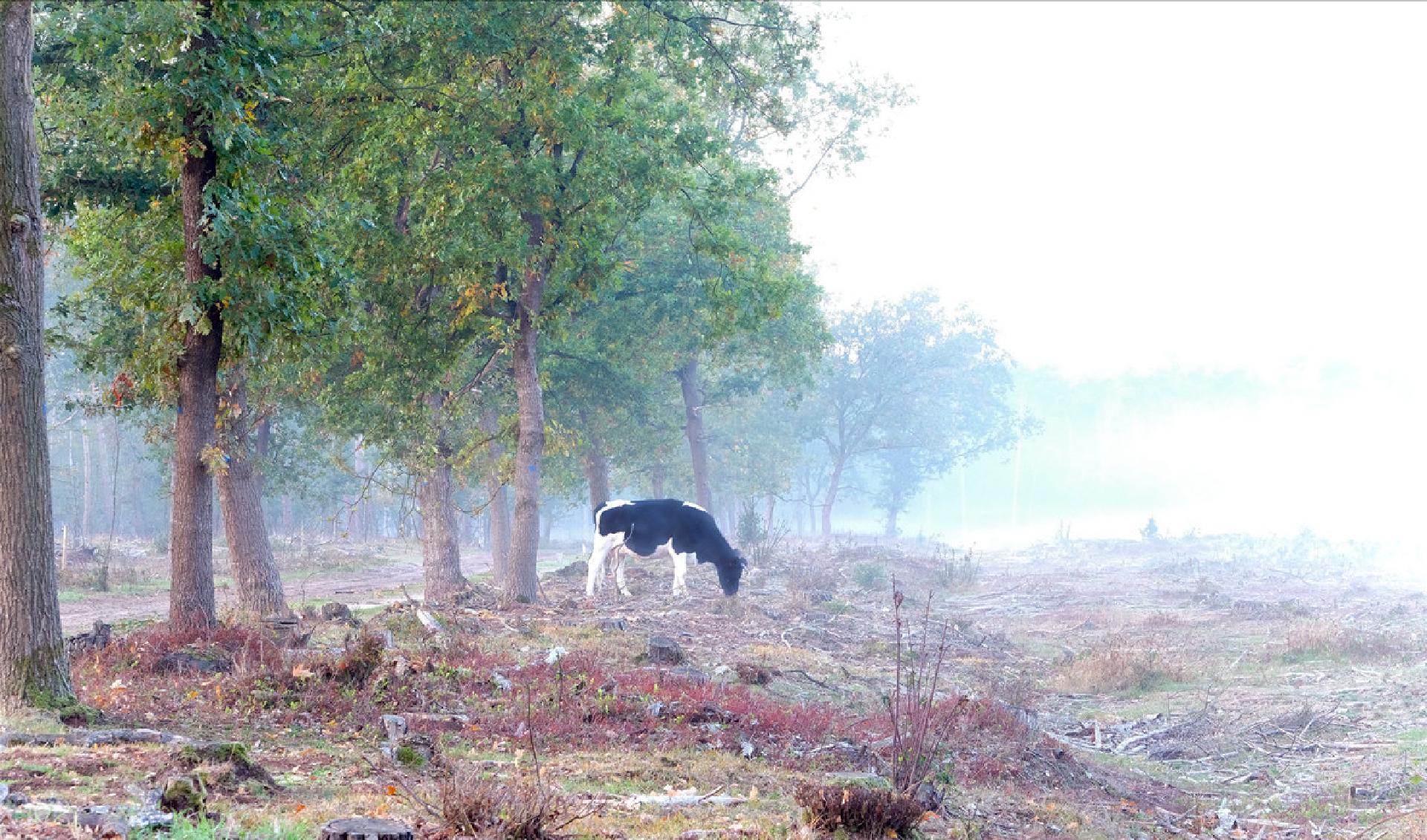 Een heidekoetje graasd in de mist.