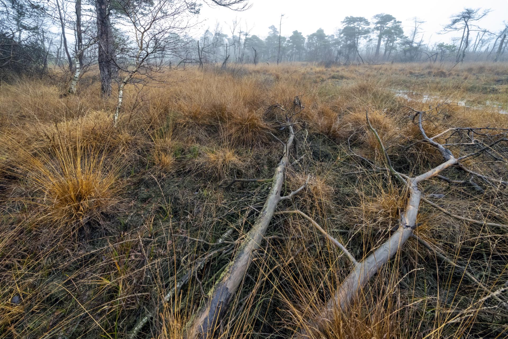 Het veen in de ochtend