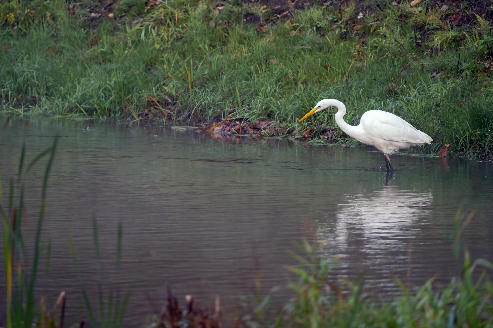 Een Grote zilverreiger staat paraat.